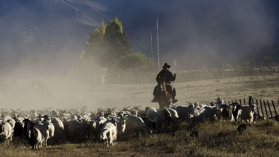 Arriero con su piño de chivos