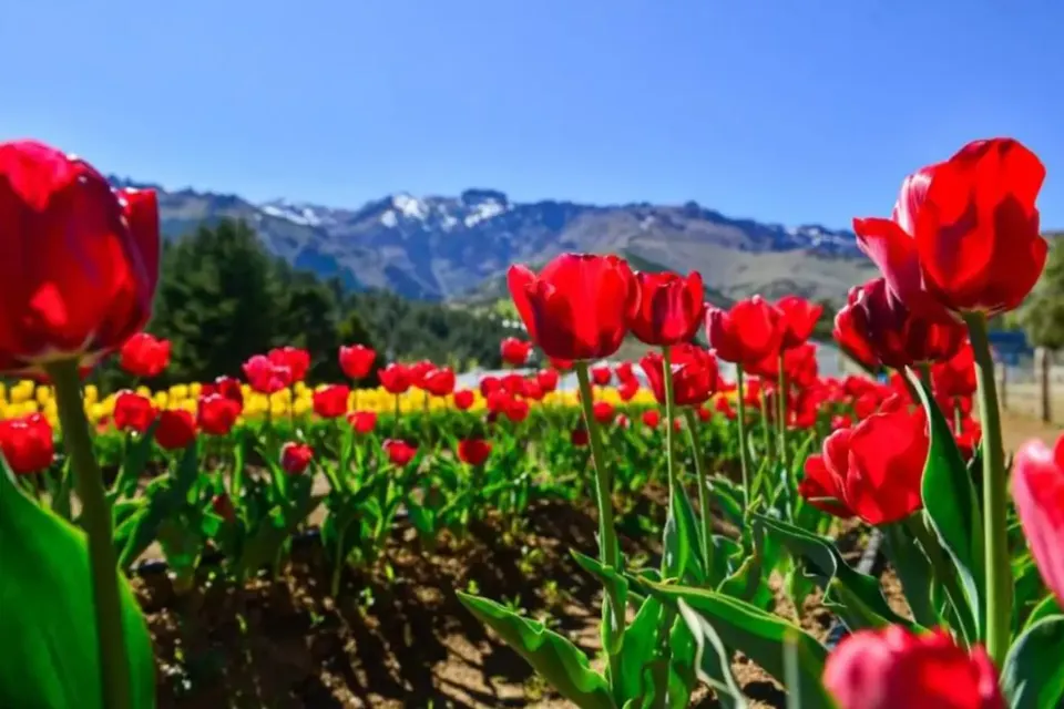 Tulipanes en Huinganco