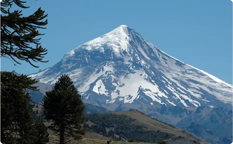 El Lanín entre araucarias